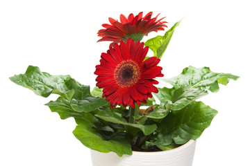 Red gerbera in white pot with isolated background
