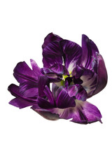 Isolated single petal of bloom violet peony