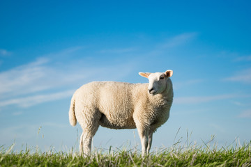 Einzelnes Schaf vor blauem Himmel