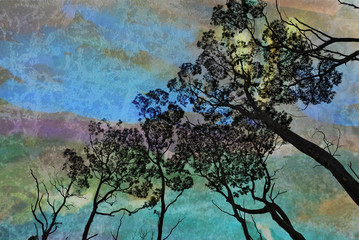 Canopy of tall gum trees (Eucalyptus) contrasted against an aurora like evening sky. Textured image.
