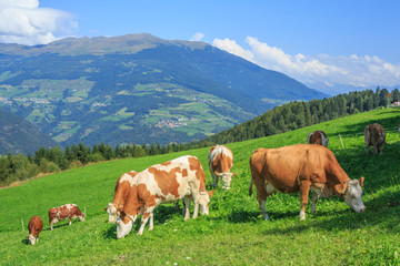 Fototapeta na wymiar Cows grazing in alpine meadows, Dolomites, Italy 