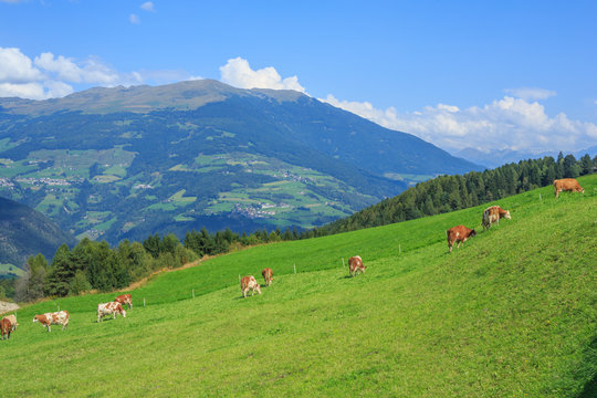 Cows grazing in alpine meadows, Dolomites, Italy
