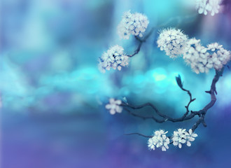Naklejka premium Beautiful curved branches with white cherry flowers in spring close-up on a blue soft background. Light blue blurred floral background desktop wallpaper a postcard. Romantic gentle artistic image.