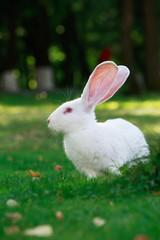 the white rabbit