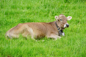 Allgäu - braune Kuh liegt im Gras