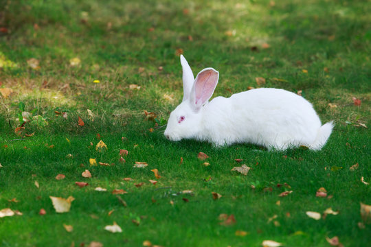 the white rabbit