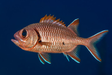 Soldierfish displaying spines