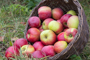 scattered apples with basket