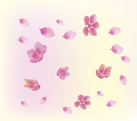 Sakura.Evening in the garden blooming cherry