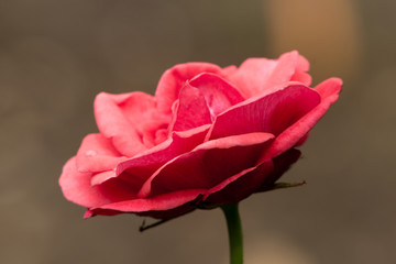 Pink rose flower