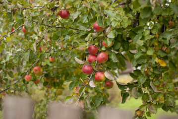 Obraz premium red apples on tree