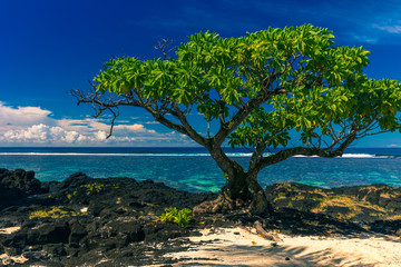 Single tree on a beach with black lava rocks on Upolu, Samoa