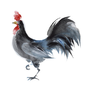 Black rooster isolated on a white background, watercolor