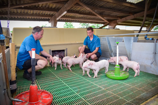 Tierwohl - Landwirt mit Sohn bei der Tierkontrolle
