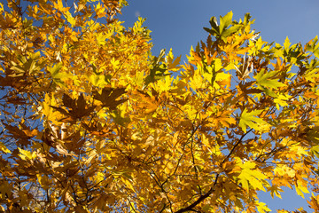 Sararmış Yapraklar