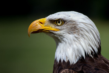 Eagle