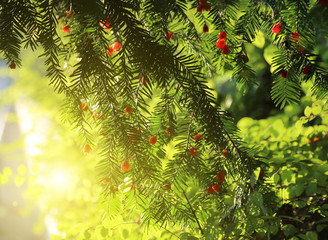 Red berries growing on evergreen yew tree in sunlight