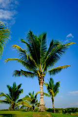Fototapeta premium coconut tree leaf blue sky for background and backdrop use