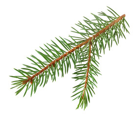 Christmas tree branch isolated on white background with clipping path