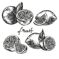 fruit orange, lemon and lime set hand drawn vector llustration realistic sketch