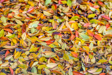 Brigtly colored fallen leaves on the ground from close