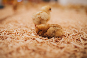 Little yellow chicks in chicken farm. Selective focus. Short depth of field. Low light. Noise visible.