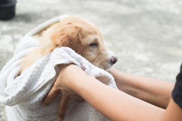 Puppy covered with towel after takking bath