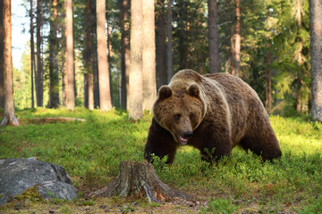 Fototapeta na wymiar European brown bear
