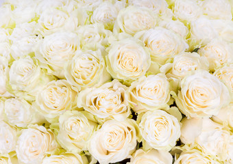 Obraz na płótnie Canvas Many white roses as a floral background
