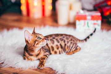 Bengalkatze