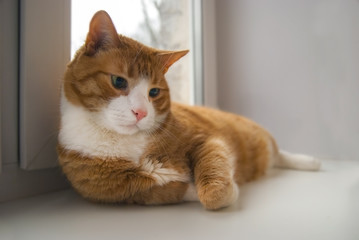 Cute Red Cat lying at windowsill