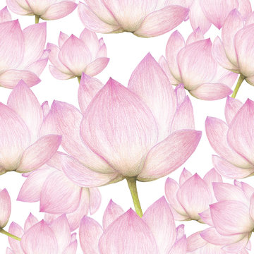 Seamless pattern of lotus flowers