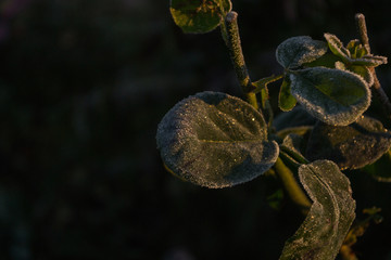 Frosty plants in the morning