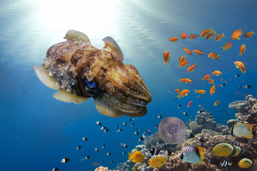Naklejka premium The deep sea (undersea) Pharaoh Cuttlefish (Sepia pharaonis)