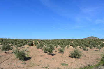 Olivenb&auml;ume in Andalusien
