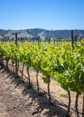 Grapevine buds and leaves. Winery in Casablanca valley in Chile. Closeup photograph.