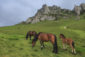 Horses grazing on the hillside