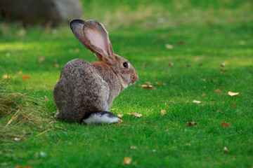 the gray rabbit