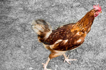 Red Hen Walking on the ground