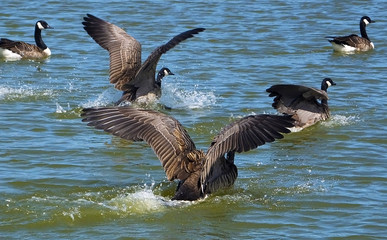 Canada Geese