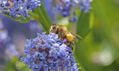 Bee