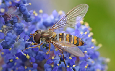 Hover Fly