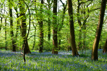 Bluebells and Beech trees in a sunlit woods. Taken at Denbury Hill Fort, Devon, UK. - obrazy, fototapety, plakaty
