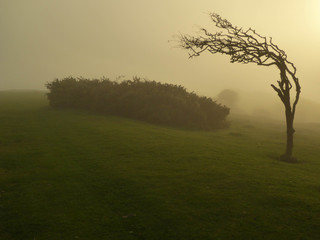 Naklejka premium Foggy sunset