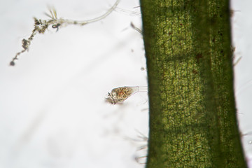 Freshwater Vorticella fastened to algae. Benthos by microscope. Macro