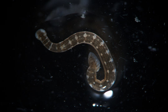 Freshwater leech Piscicola geometra by microscope. Parasite, disease of fish
