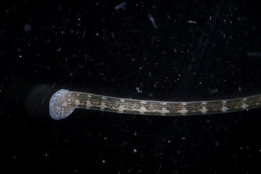 Freshwater leech Piscicola geometra by microscope. Rear end. Parasite, disease of fish