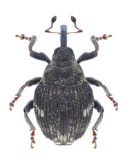 Beetle Nedyus quadrimaculatus on a white background
