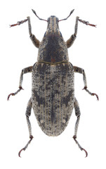 Beetle Asproparthenis punctiventris on a white background