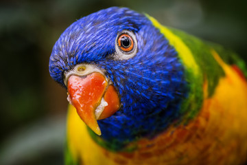 Parrott